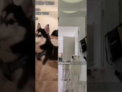 #dog #funny #hh #funnycats #fyp#foryou#dogs #singasong #lyrics #husky #cat #housepet #cutedog