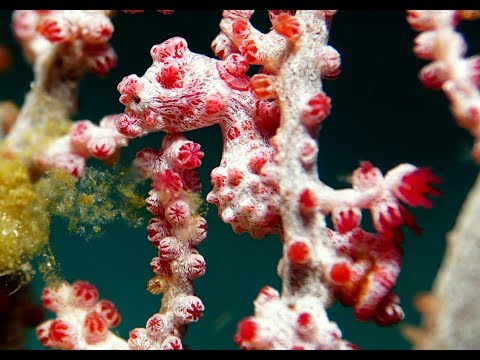 divespotchecker@ north sulawesi 2018 - little best of