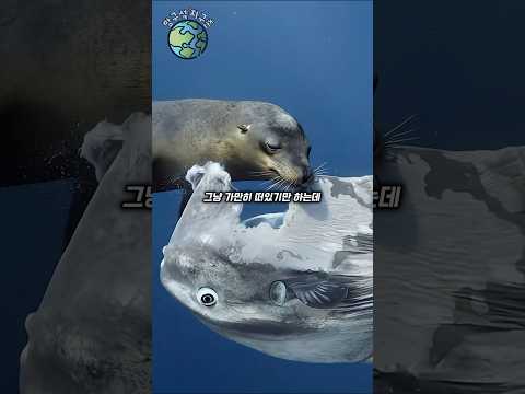 최약체 개복치의 멸종대비책