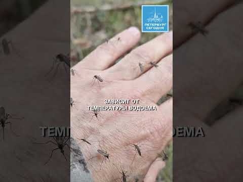 Комары атакуют людей и животных в Ленобласти  #mosquitoes #warming #biology #water