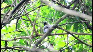 Download lagu Ngkiong / Samyong (Pachycephala Nudigula) Di Golo Lusang - Ruteng mp3