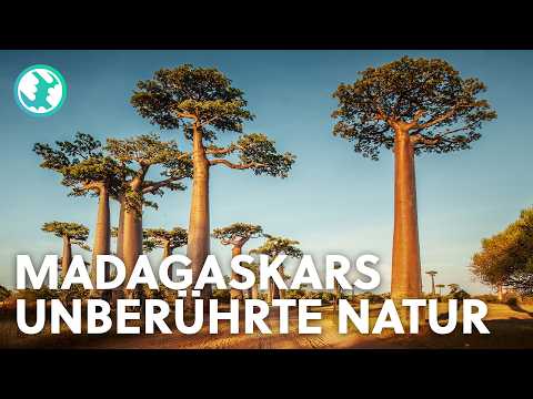 Madagaskar: Das unglaubliche Paradies der seltensten Tiere | Doku