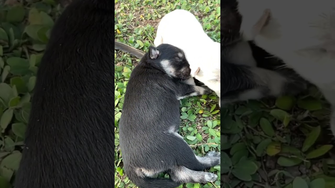 Sweet dream 😴 #cute #dog #shorts