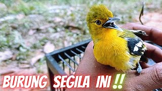 Download lagu You Won't Believe There's a Sirtu Bird Like This mp3