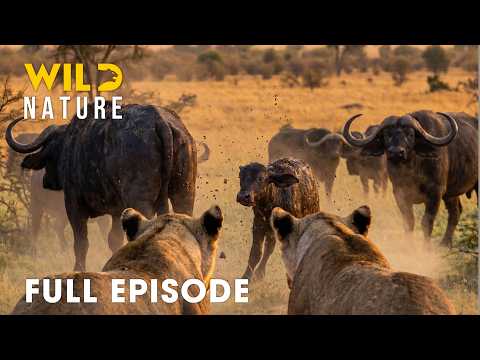 African Savannah (FULL EPISODE) | Fighting to Survive in Wild Africa | Animal documentary