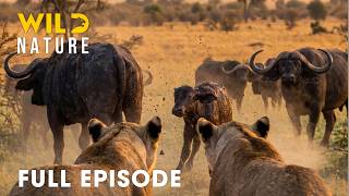 Download lagu African Savannah (FULL EPISODE) | Fighting to Survive in Wild Africa | Animal documentary mp3 Download lagu African Savannah (FULL EPISODE) | Fighting to Survive in Wild Africa | Animal documentary mp3