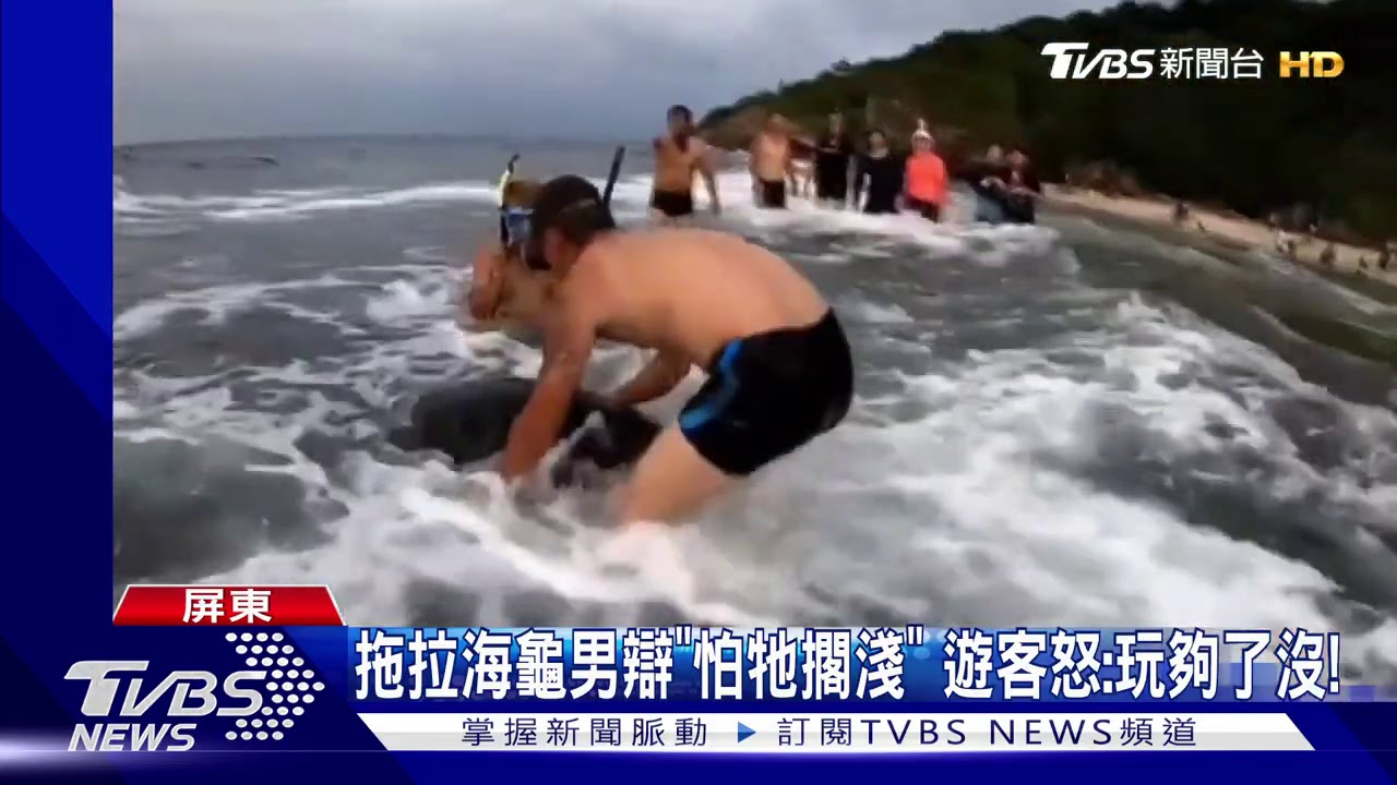 1天就2起!小琉球觸摸綠蠵龜 遭遊客目擊舉發