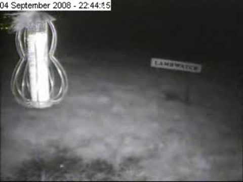 Night-Vision Creepy Crawlie Cam!