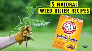 How to Kill Weeds Naturally | 5 Homemade Natural Weed Killer Recipes
