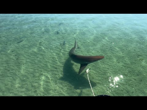 Nato’s Gonna Get Spooled! & Claire’s First Kingfish