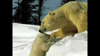 The Carpenters &quot;Bless the Beasts And The Children&quot;  My Extended Version!