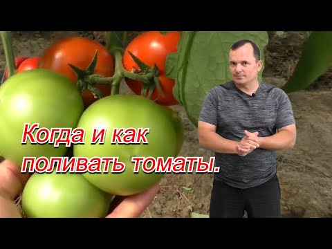 Правильный полив томатов- ТРИ основных правила проведения поливов.