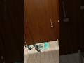 Gojo Vs Miku Ft Diddy In Bathroom Gojosatoru Gojo Miku Hatsunemiku Vocaloid Diddy Vrchat