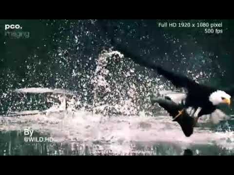 Animals_In_Epic_Slow_Motion_Compilation_Full_HD