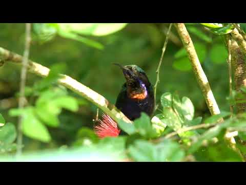 Nektárovka malajská (Leptocoma brasiliana) — správanie, biotop a hlas