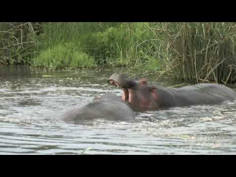 Two hippos have a face-off and tussle