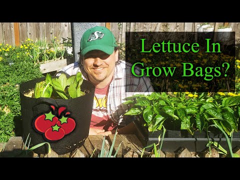 How To Reuse Old Potting Soil FOUR ways