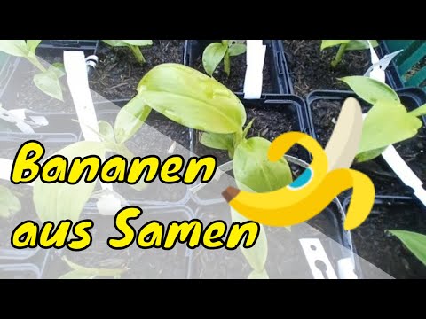 Bananen, Amarula, Papaya, Tomaten, Kohl, Feigen - Rundgang - 22.08.2023