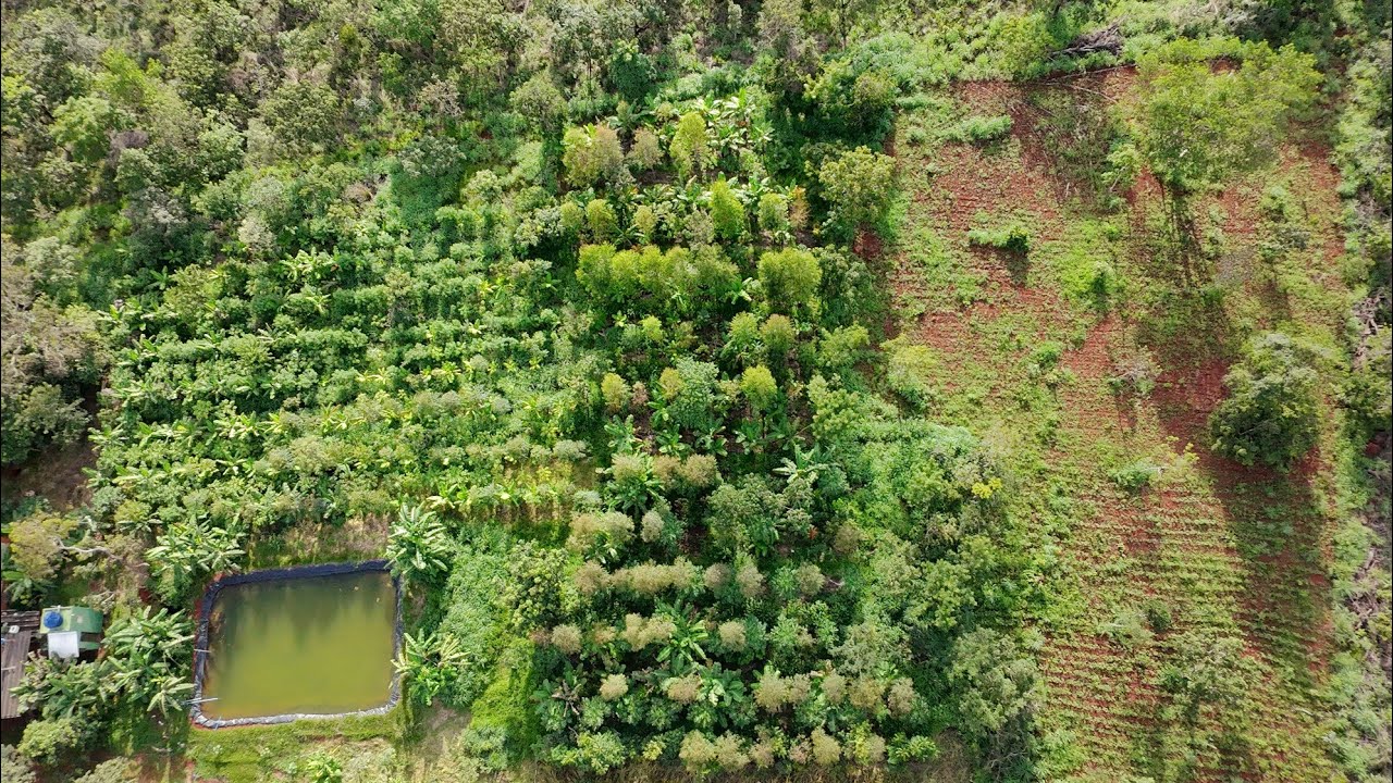 Como estou aumentando minha agrofloresta rapidamente!!