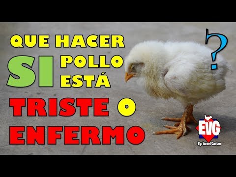 download lagu mp3 mp4 Pollito Triste, download lagu Pollito Triste gratis, unduh video klip Pollito Triste