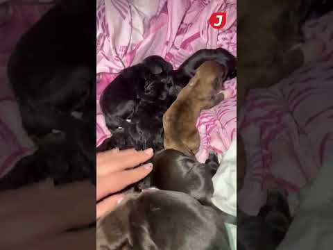 Nacieron en la calle y a las pocas horas los vecinos de Gaiman les dieron un hogar