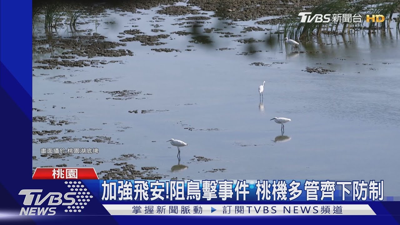 加強飛安！阻鳥擊事件　桃機多管齊下防制