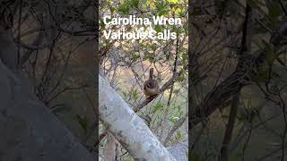 Download lagu Suara Burung Wren Carolina 🐦🎼 mp3