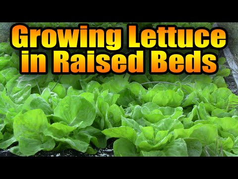 download lagu mp3 mp4 Lettuce Bed, download lagu Lettuce Bed gratis, unduh video klip Lettuce Bed