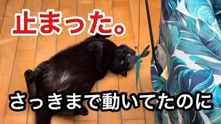 遊び中に急停止する黒猫キキが可愛すぎる