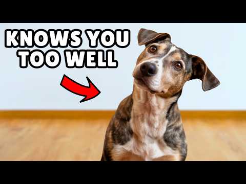 12 Secrets Your Dog Knows About You 👀 (More Than You Think!)
