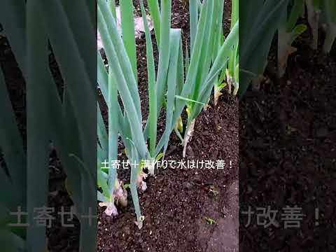 ワインを堆肥に注ぐことはできますか?どのようなメリットがありますか?  庭園