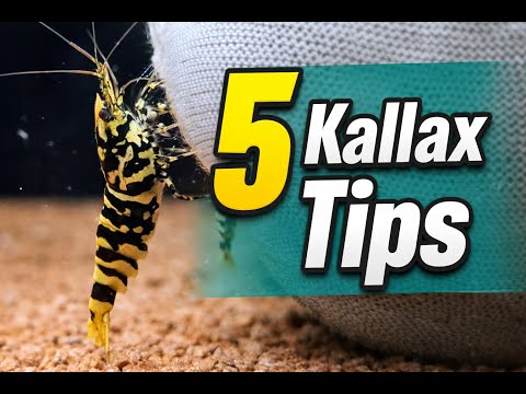 5 Reasons Shrimp Struggle Even When You Do Everything Right