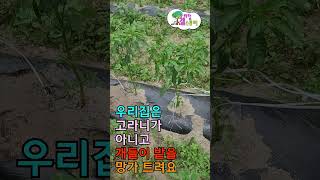 #Shorts 고추밭 망가트리는 범인은 고라니가 아니고 댕댕이들  오늘은 고추밭 일이다.