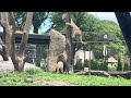 Feeding Lions At Lincoln Park Zoo