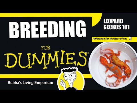 Leopard Geckos 101: Breeding for Dummies