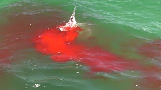 Bloody Hammerhead Shark Attack on Video during Shark Week 2019