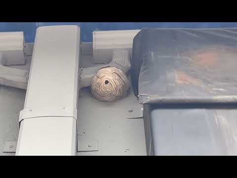 Hornets Sting Truck Drivers in Hightstown, NJ