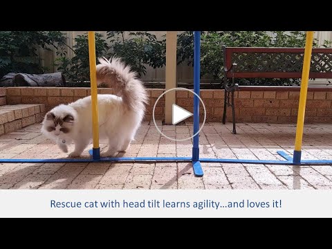 Rescue cat with head tilt learns agility in his catio..and loves it! Enrichment ideas for catio cats
