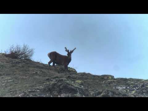 Total relaxation with a pack of deer ... but look well that male!