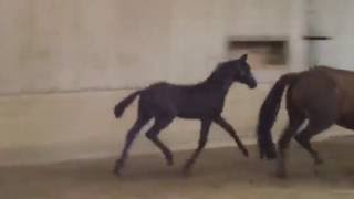 Video of San Chocolat