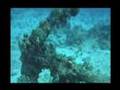Red Sea Mystery Wreck