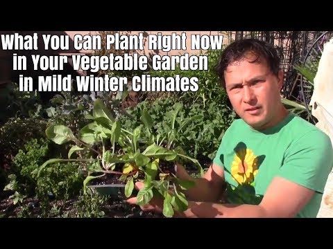 download lagu mp3 mp4 What Can I Plant Right Now, download lagu What Can I Plant Right Now gratis, unduh video klip What Can I Plant Right Now