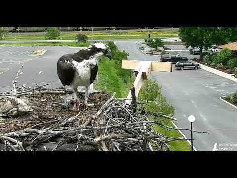 Humans decide to talk to Iris and the chick 2018 06 30 20 52 53 638