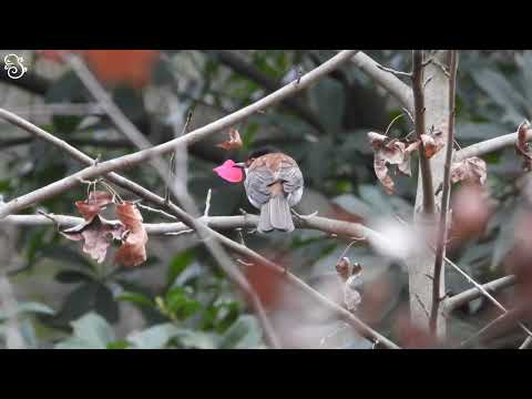 Bulbul gaštanový (Hemixos castanonotus) — spev a hlas v prírode