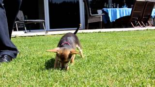 preview picture of video 'Naomi, der Zwerg-Chihuahua'