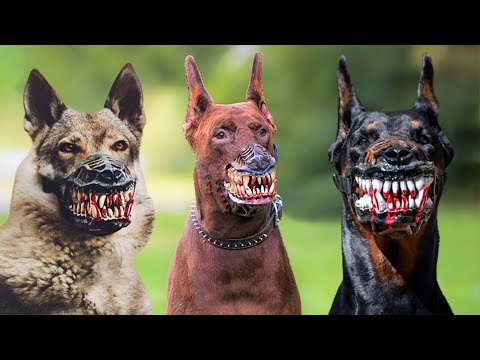 10 Illegal Dog Breeds | Banned Dog Breeds By State | Cutest Dog Breeds