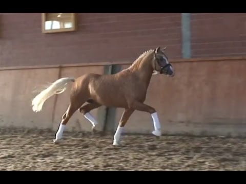 3. Ponyforum Hengsttage MORGENSTERN v. FS Mr. Right - The Breas my Mobility