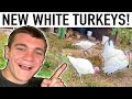 WE BOUGHT KANYE SOME TURKEY FRIENDS White Turkeys