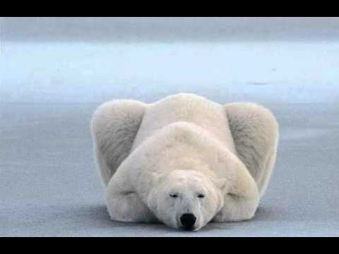 Gareth Johnson - I want it (Rock Ver.)  Nat Geo Wild 2012