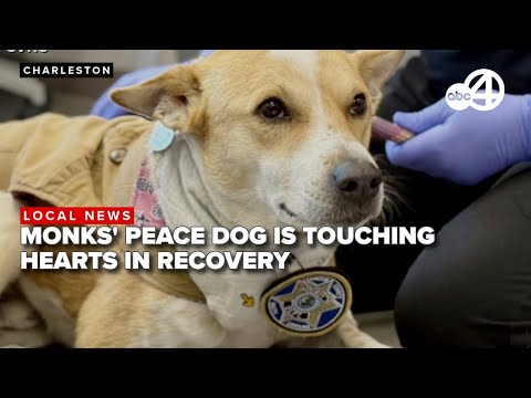 Peace dog Aloka's journey to recovery touches hearts after successful surgery